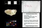 Foto (Objekt + Etikett) von Pithonoton marginatum (von Meyer, 1842)  (NHMW-GEO-2014-0194-0842)